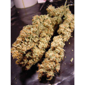 AllKush