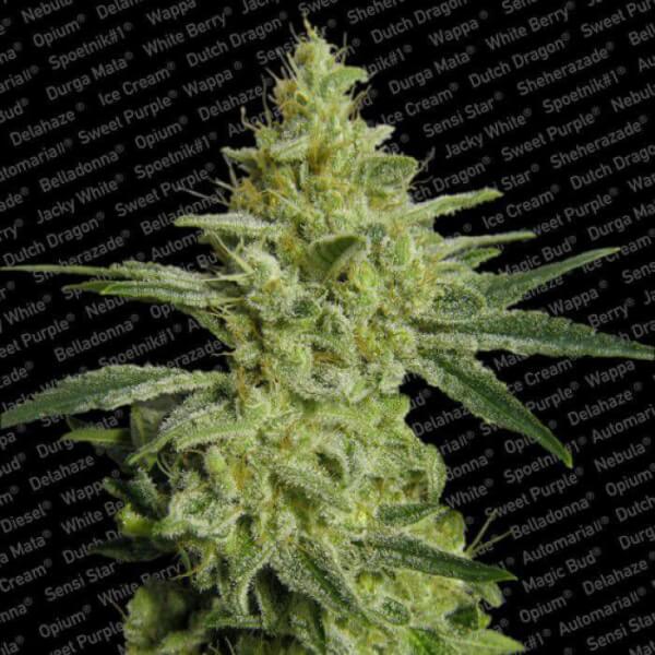 AllKush