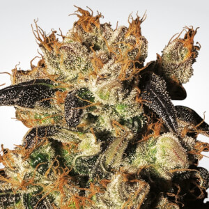 White Berry