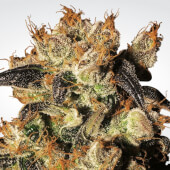 White Berry