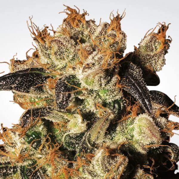 White Berry