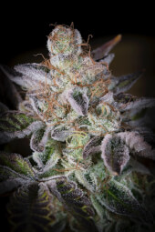 Sweetopia