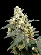 Lemonade Auto