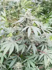 Lemonade Auto