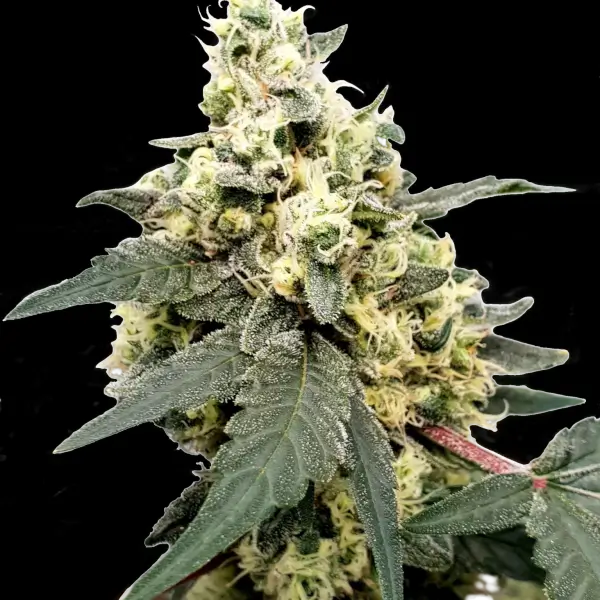 Lemonade Auto