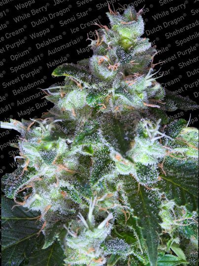 White Widow