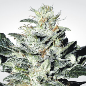 Sensi Star