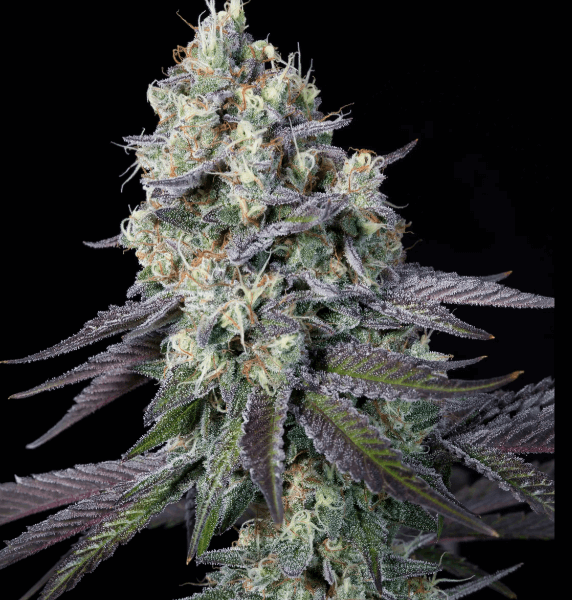 Purple Mints