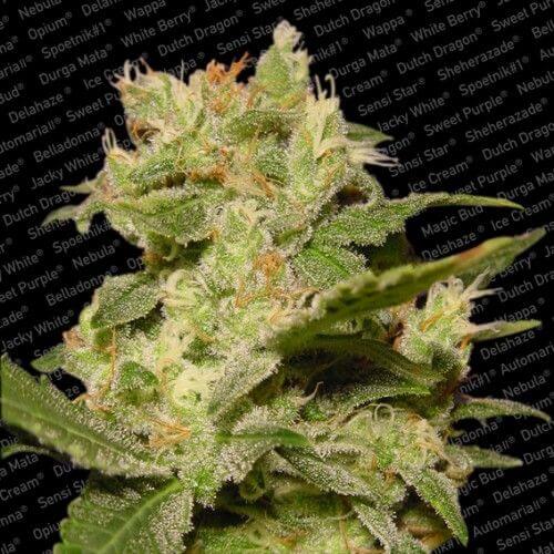 Jack Auto