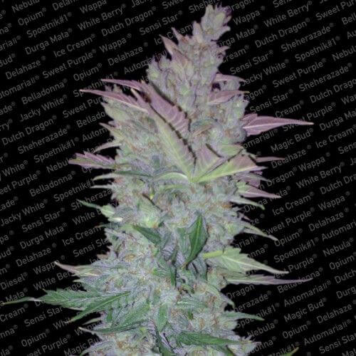 Vertigo Auto