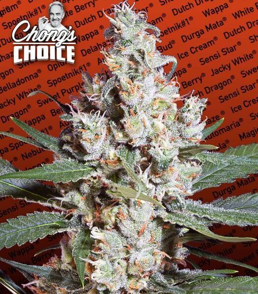 L.A. Amnesia