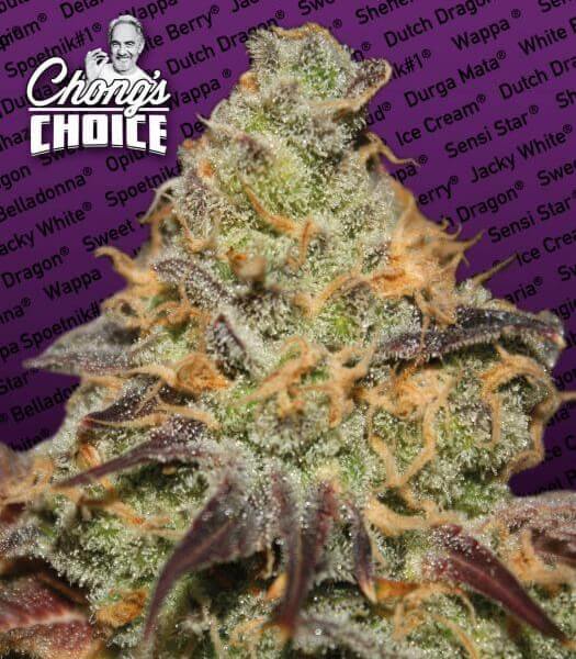 Blue Kush Berry Chong's Choice