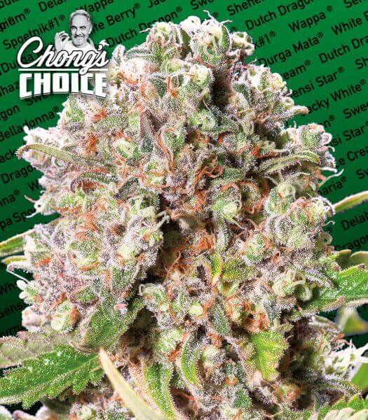 Mendocino Skunk Chong's Choice