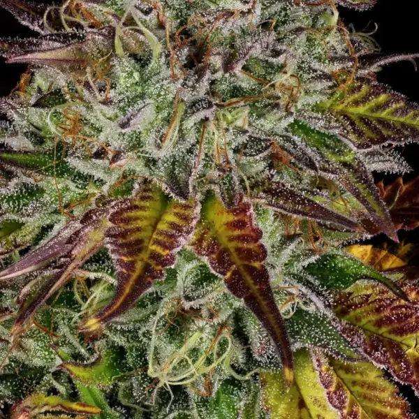 Apricot Candy