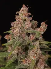 Banana Purple Auto