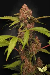Banana Purple Auto