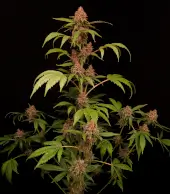 Banana Purple Auto