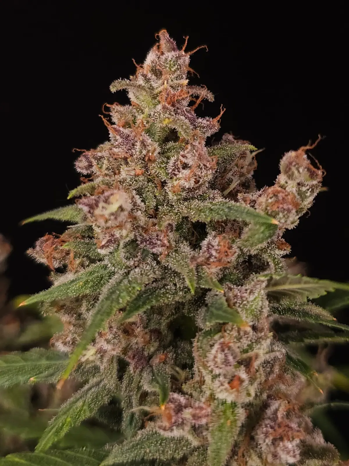 Banana Purple Auto