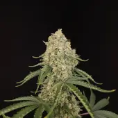 Tropical Fruit Cake