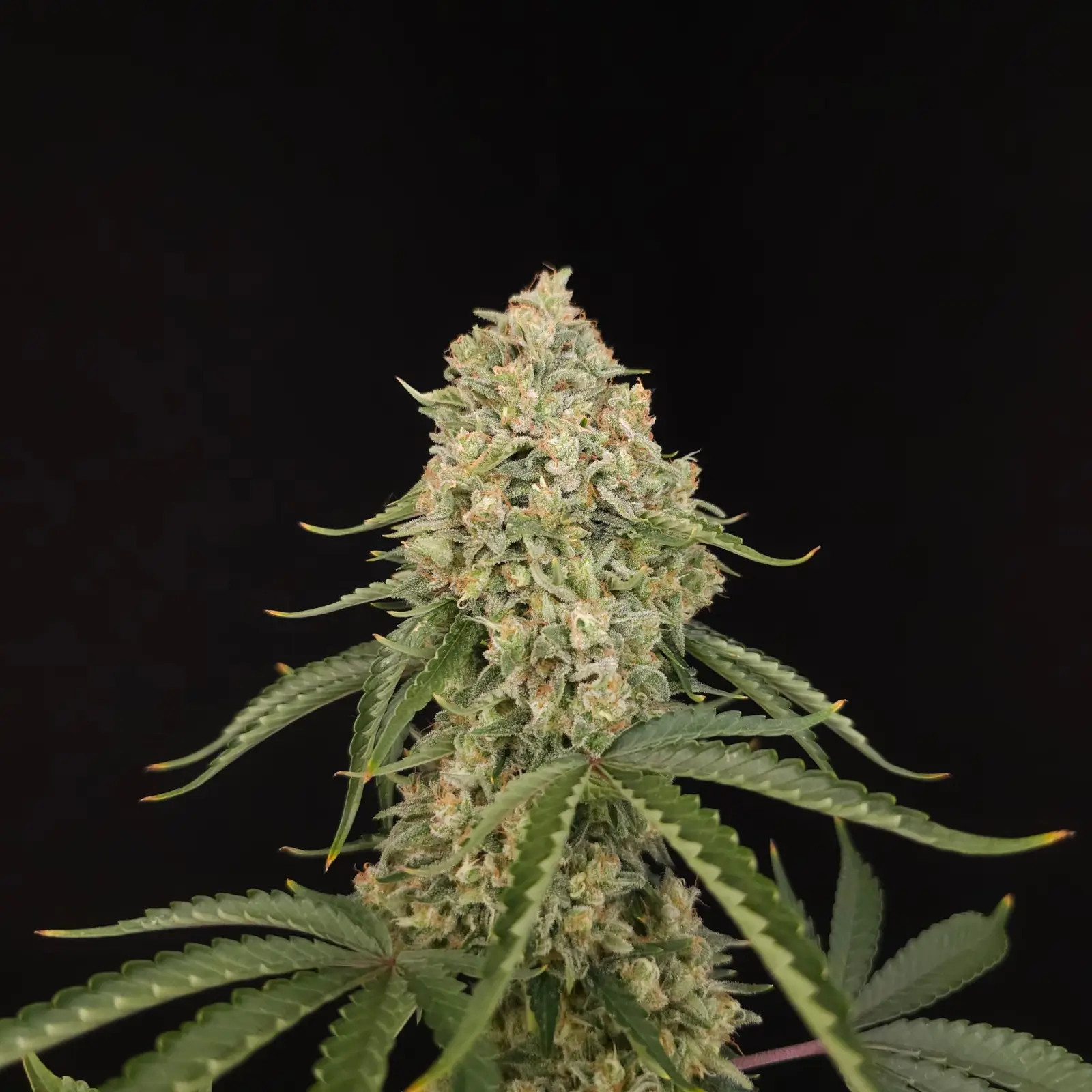 Tropical Fruit Cake