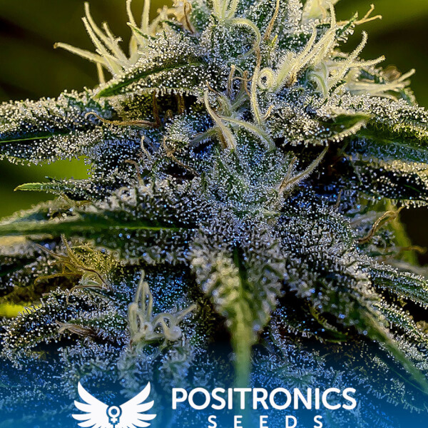 Afghan Auto