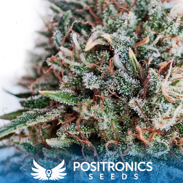 CBD+Critical#47