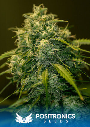 CBD+ Jack Diesel