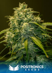 CBD+ Jack Diesel