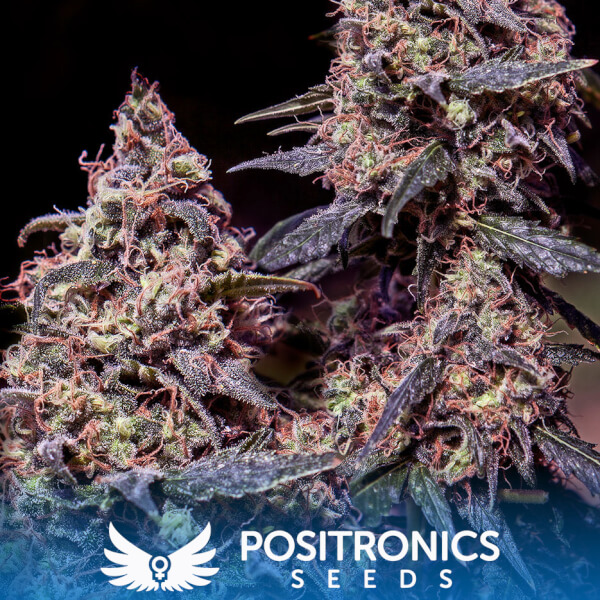 Somango 47
