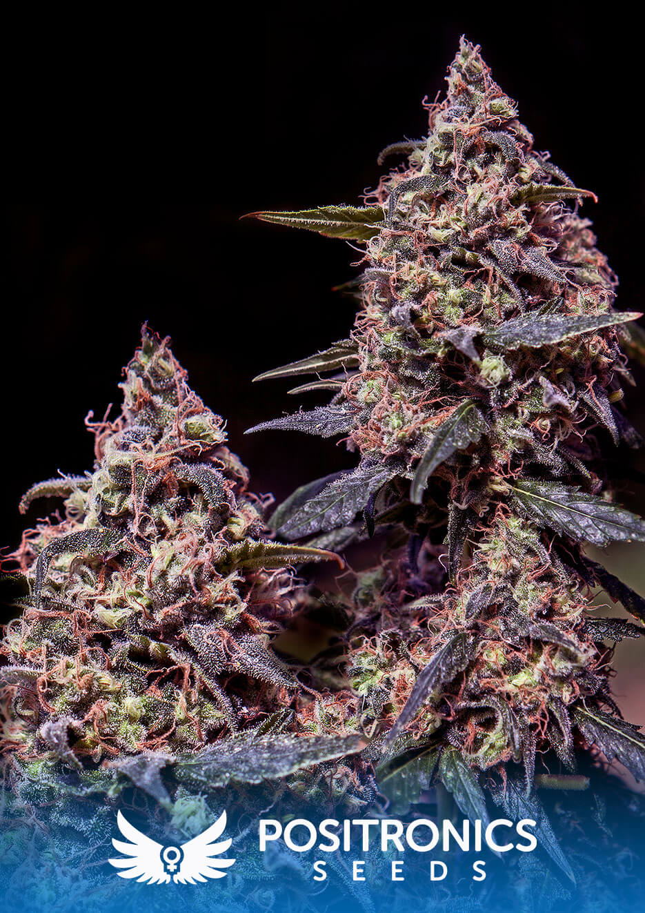 Somango #47
