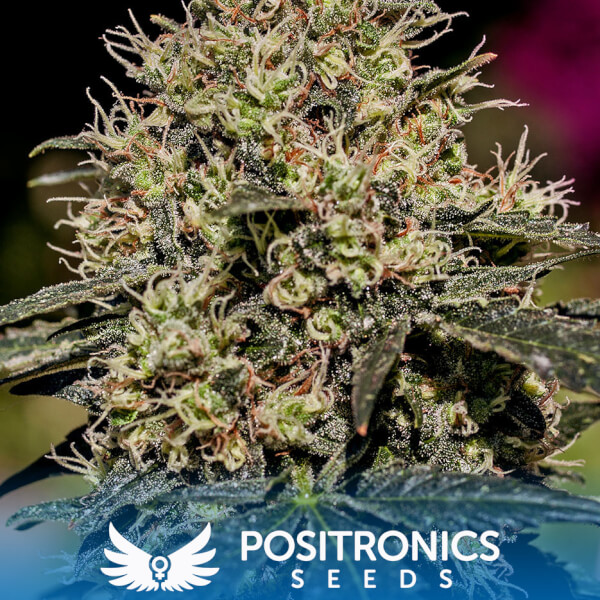 Critical#47