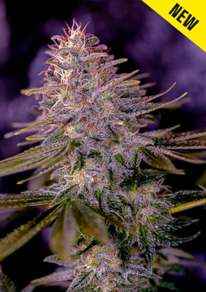 American Purple