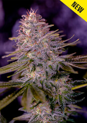 American Purple