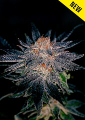 Gelato #47