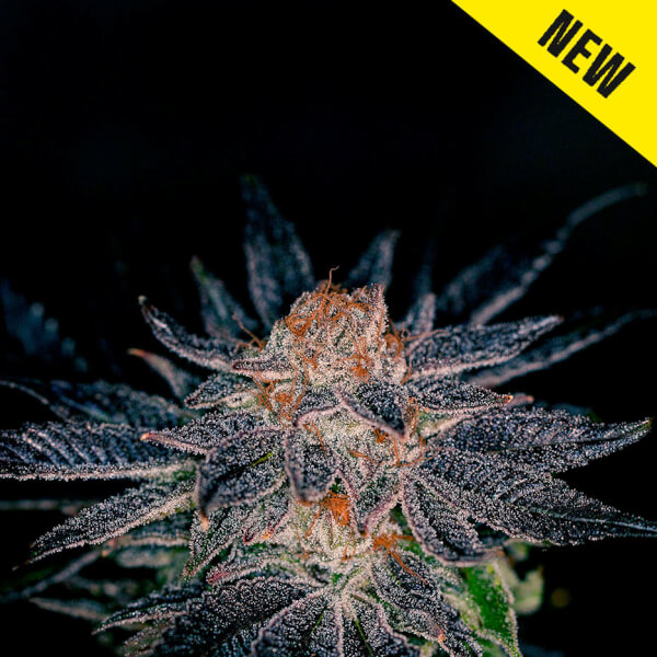 Gelato #47