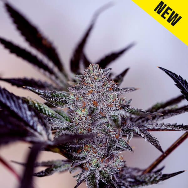 Purple Cherry Auto