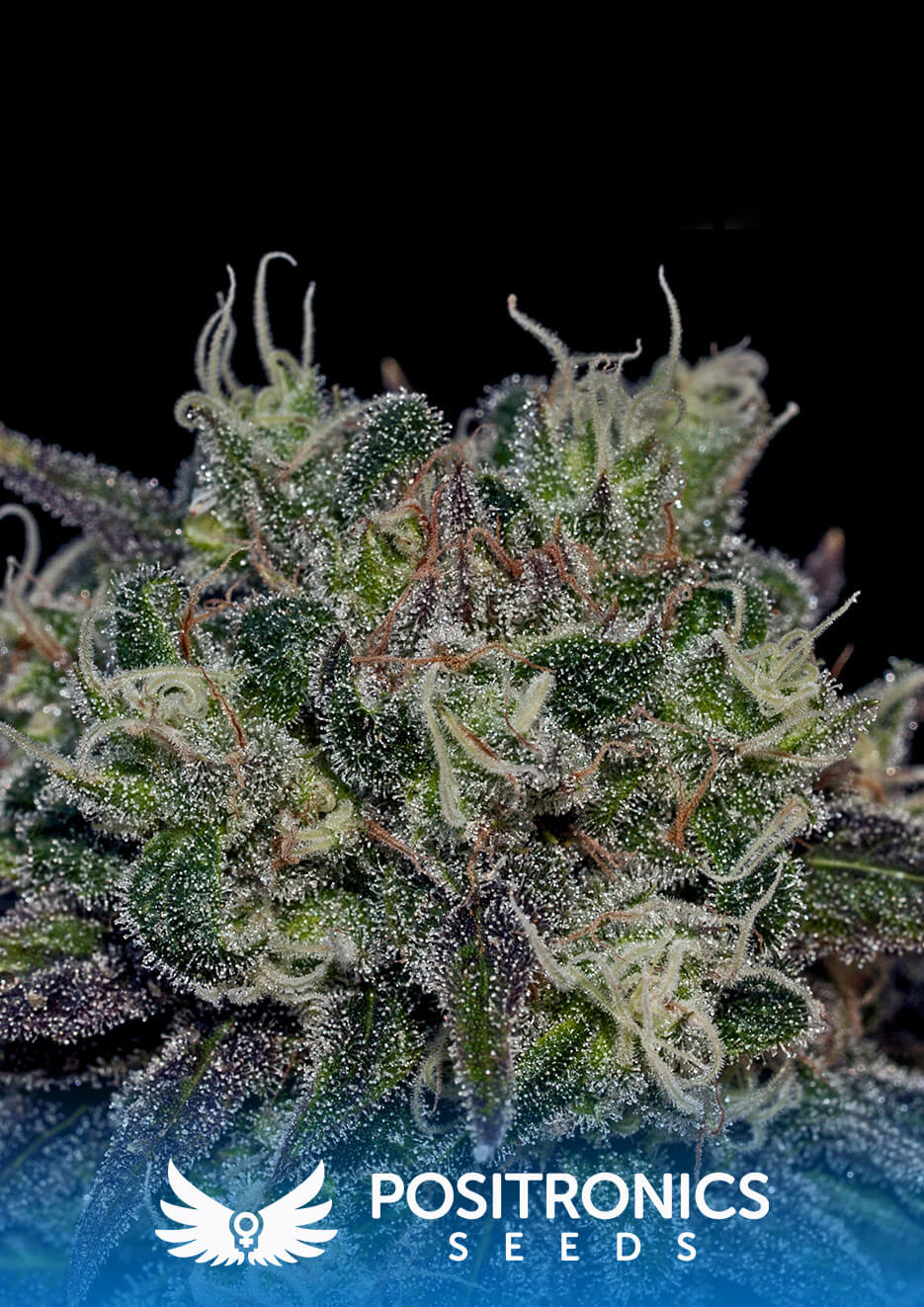 Black Widow