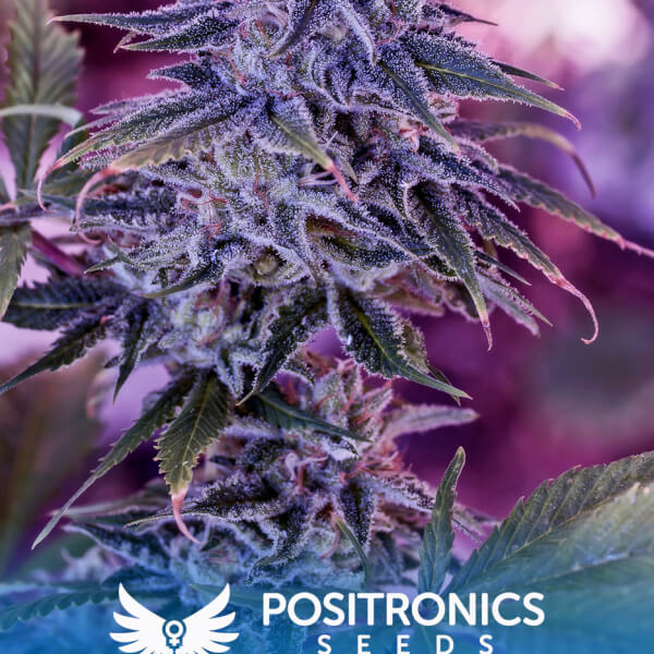 Blue Rhino