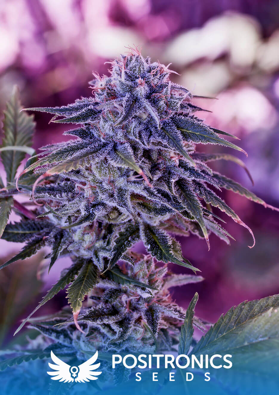 Blue Rhino
