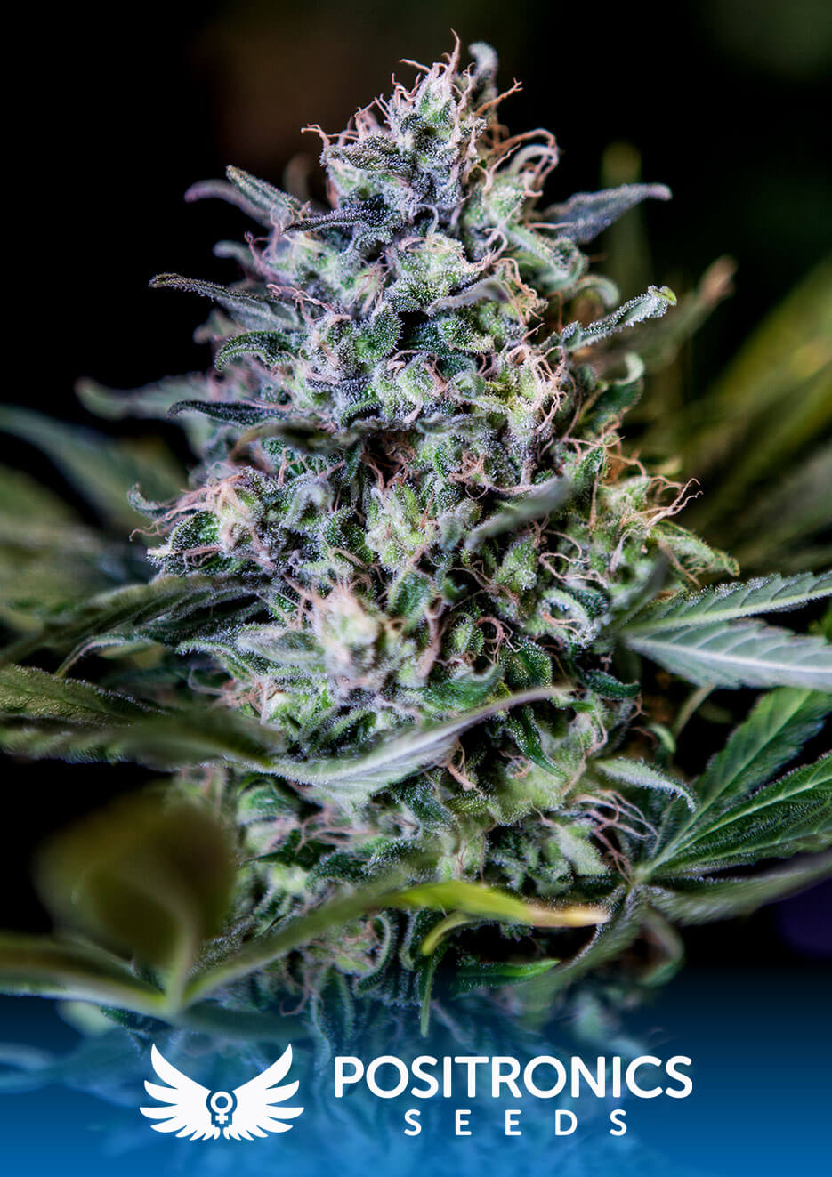 1:20 CBD+