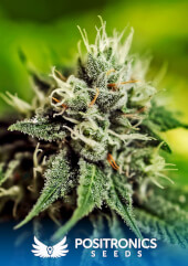 Critical#47 Express