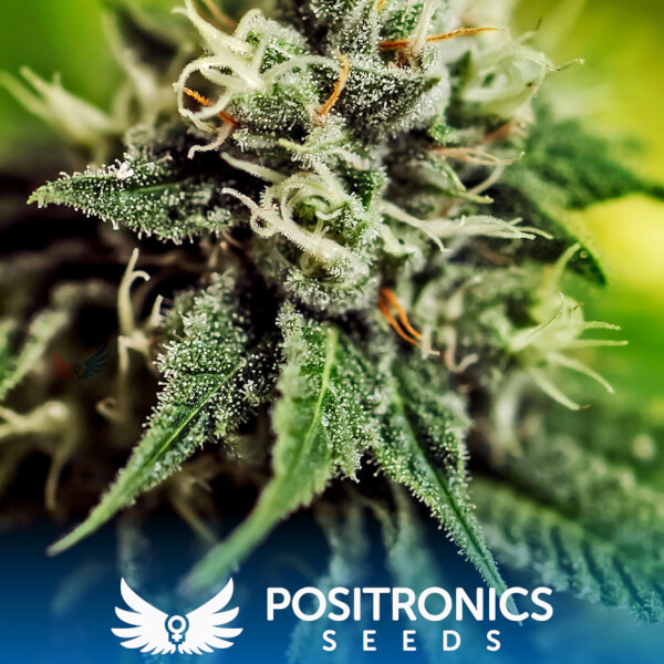 Critical#47 Express
