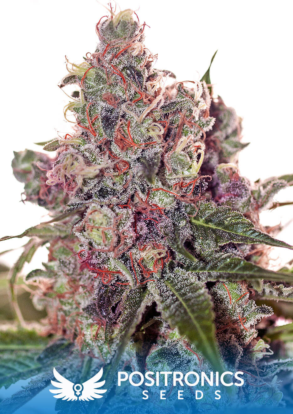 Grapefruit Auto