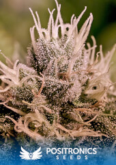 Jack Diesel Express