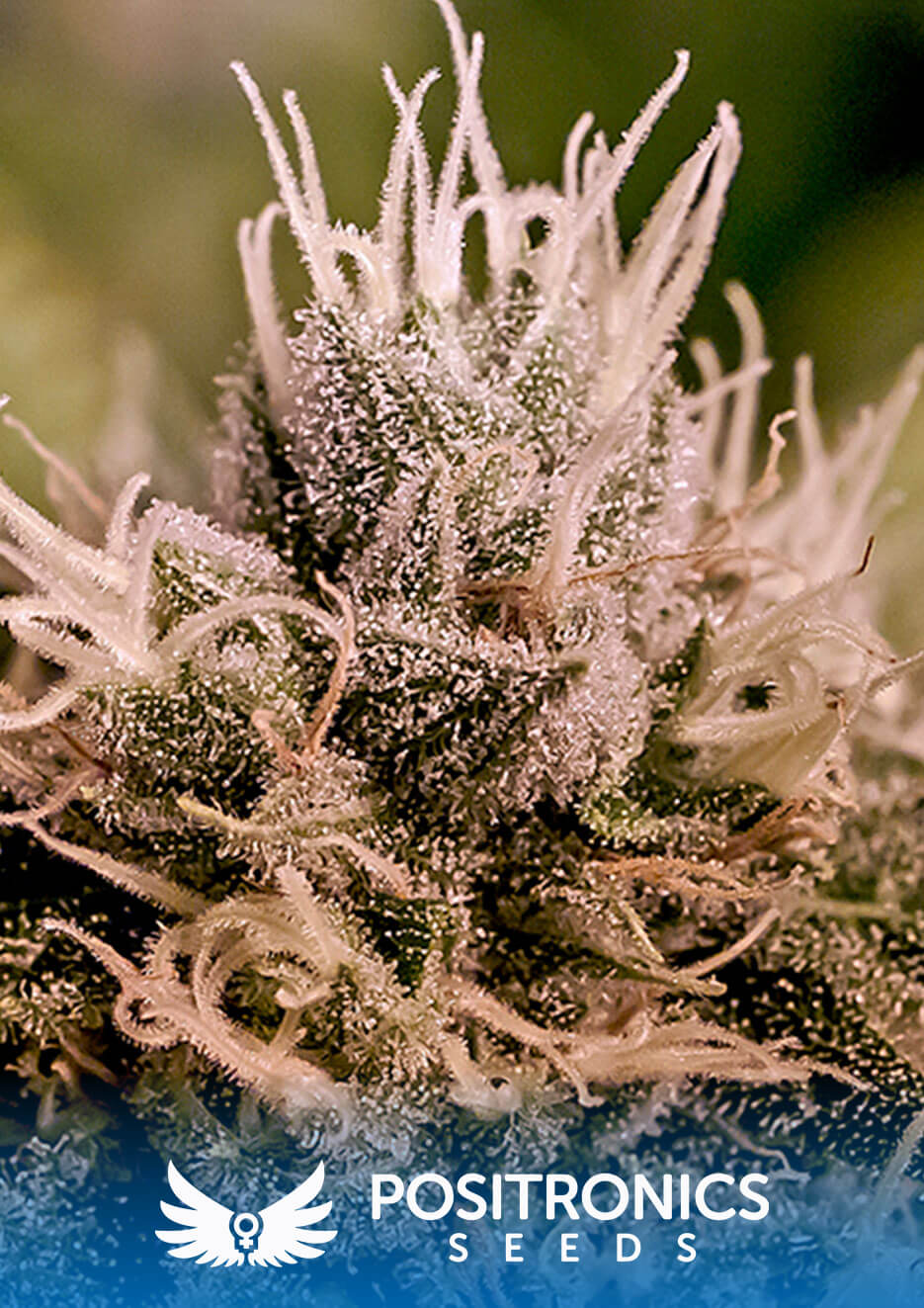 Jack Diesel Express Auto