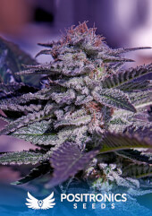 Kush Express