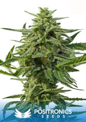 Northern Haze Express