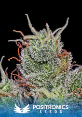 Super Cheese Express