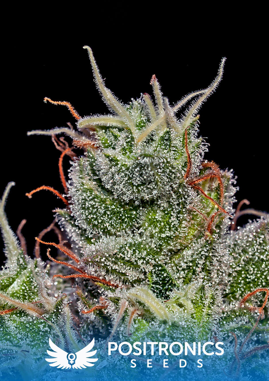 Super Cheese Express Auto