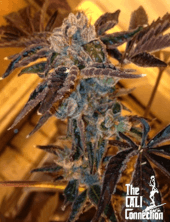 LA Cookies